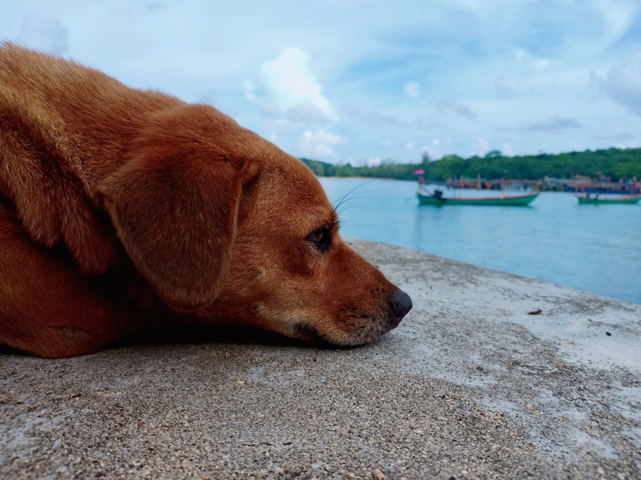 friendly dog on dock