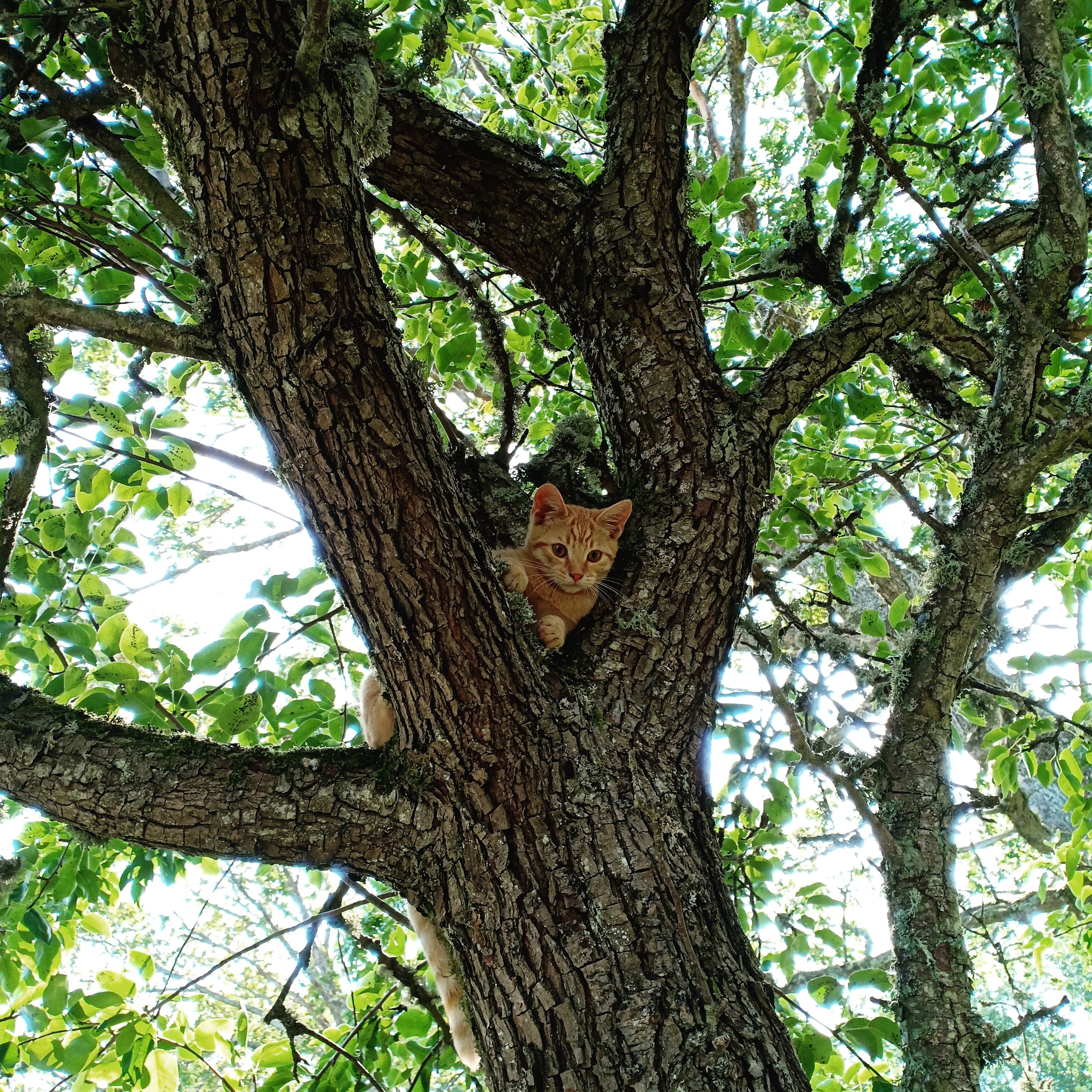 kattunge i träd
